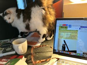 environnement travail chat - VPG - HD